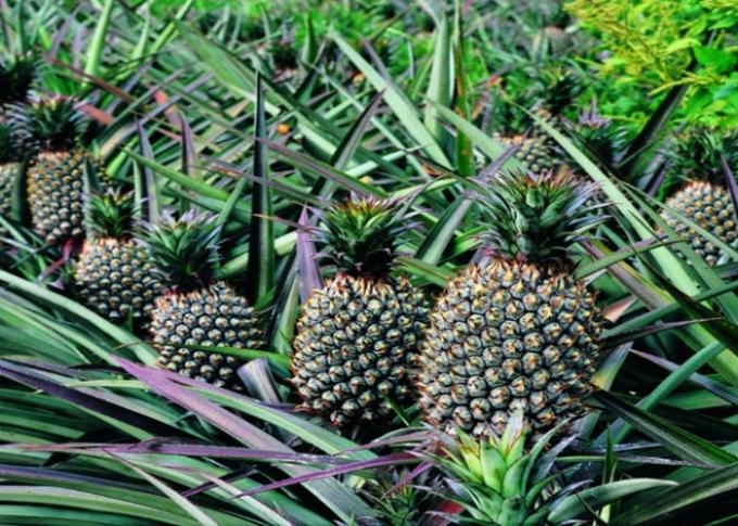 Cheliertes Kalziumbor-Blatt- Düngemittel für Reis, Bananen-Blatt- Düngemittel 3
