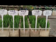 LEUCIN und HISTIDIN an die Wurzeln