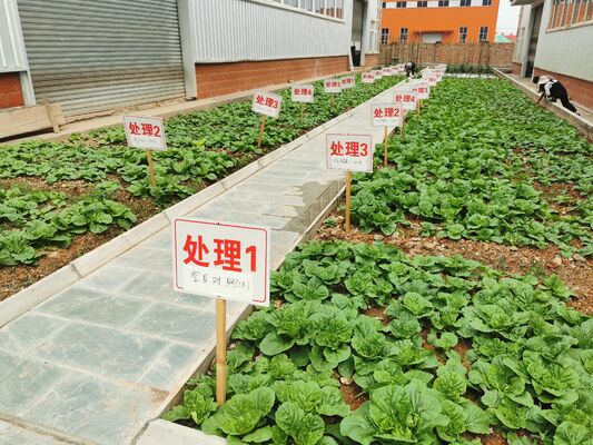 Digestive Amino Acid Supplement with Proteolytic Enzyme Complex for Enhanced Protein Breakdown and Improved Nutrient Absorption